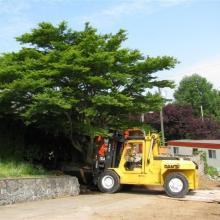 Helping to relocate a large tree in UBC area