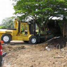 Relocating a large tree 